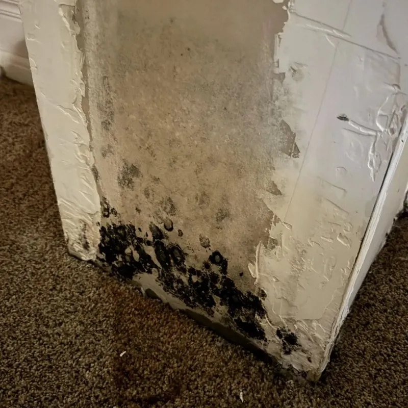 Professional Mold Removal in Norton, VA